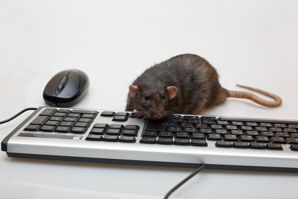 Black computer rat