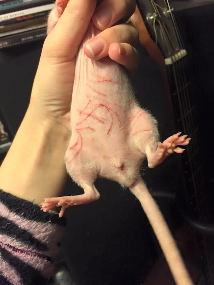 ratwounds